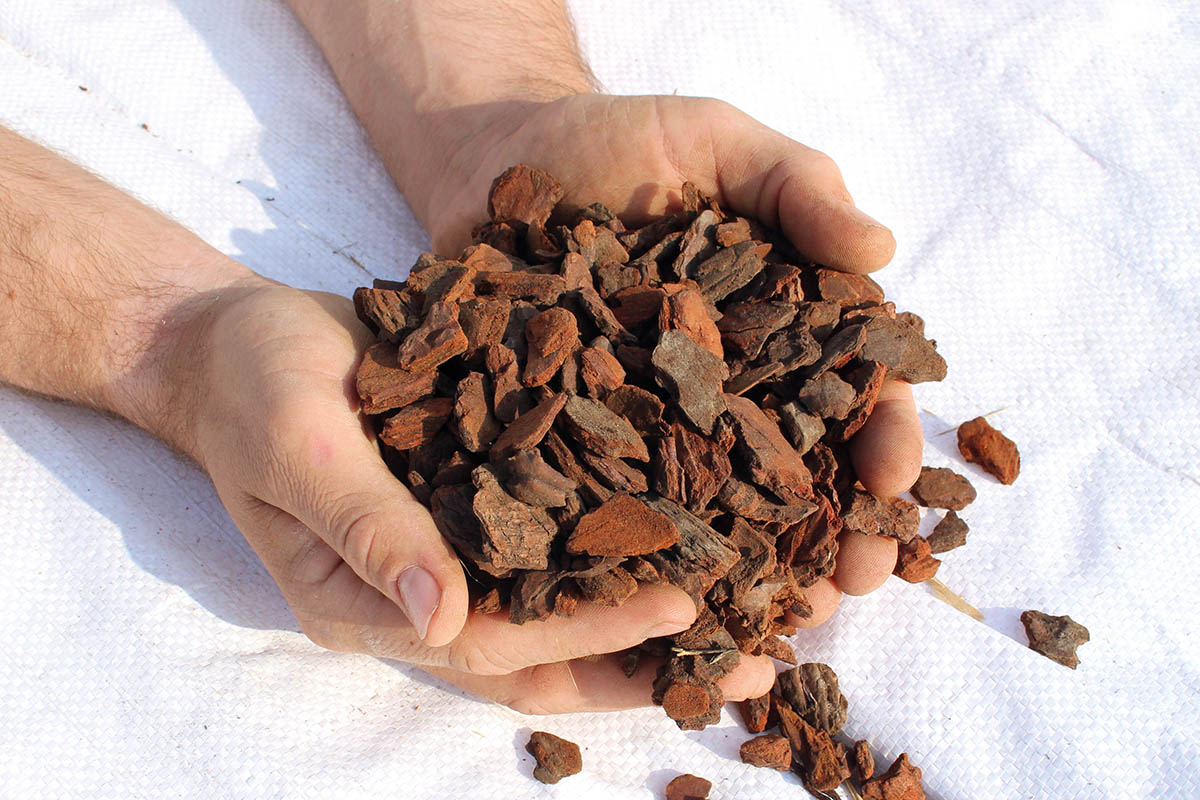 Pine Bark Extract